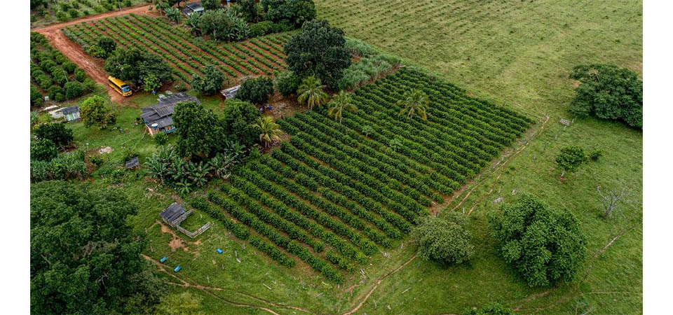 Primeira colheita de café Robustas Amazônicos é realizada nos campos da Empaer