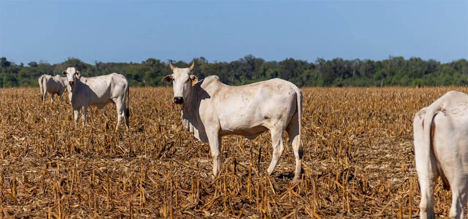 ILPF: Integração que transforma o campo