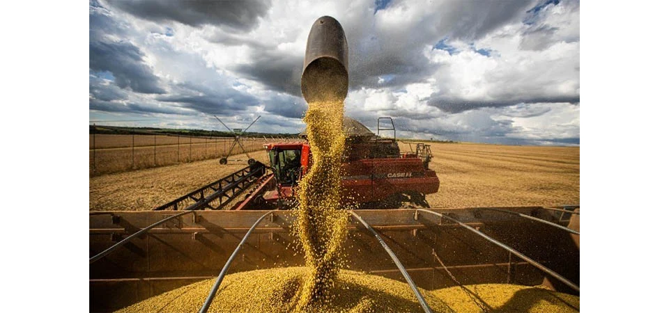 Imea mantém projeção da safra de soja em Mato Grosso, mesmo com replantios pontuais causados por chuvas irregulares