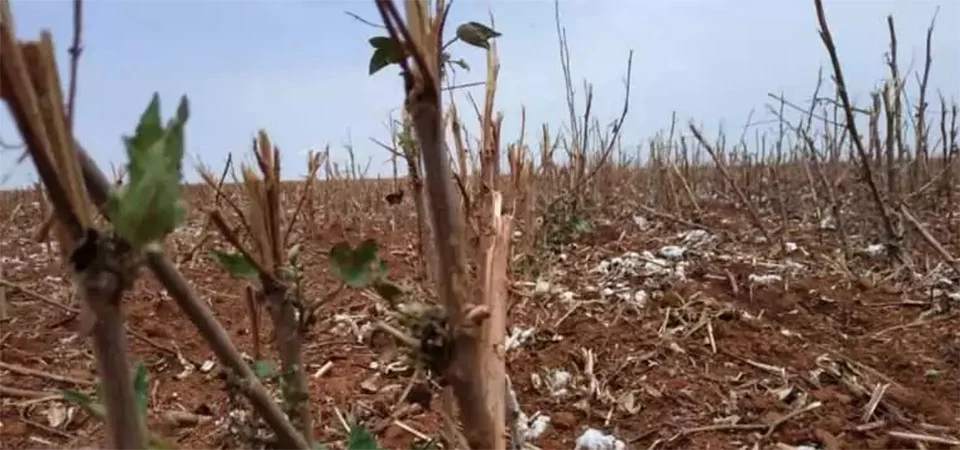Fundação Rio Verde orienta sobre o fim do vazio sanitário do algodão