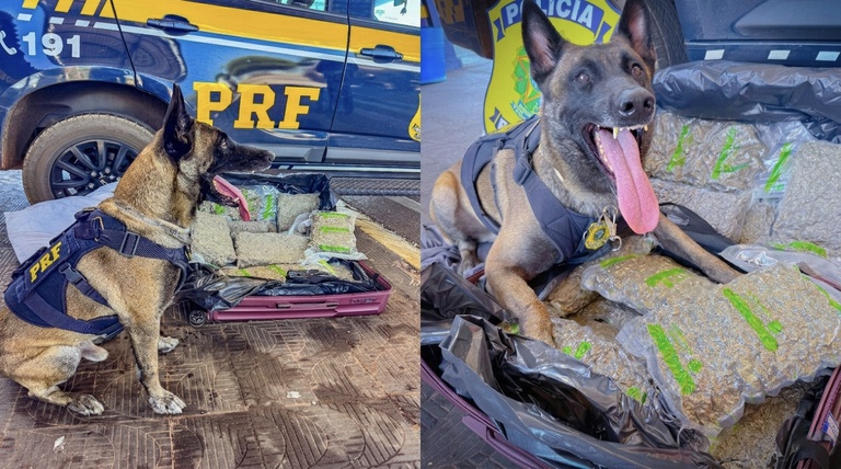 PRF apreende 11 kg de skunk em ônibus interestadual na BR-364