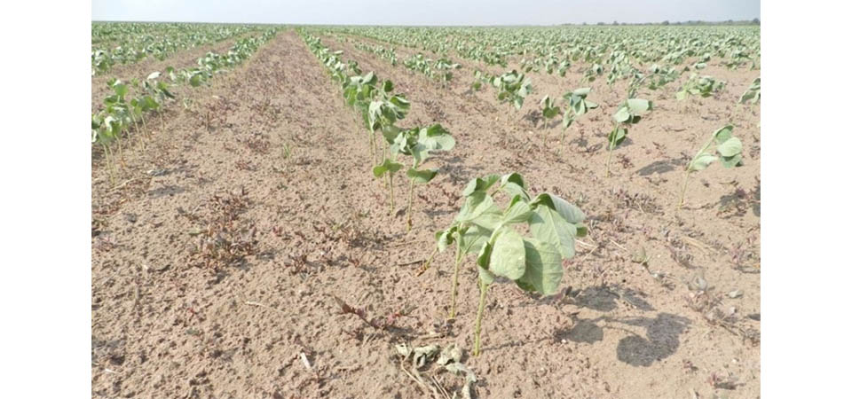 Embrapa estuda efeitos do excesso de calor nas plantas, nem a irrigação minimiza danos