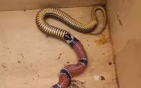 MT é o 3° estado do país com mais ataques de cobra