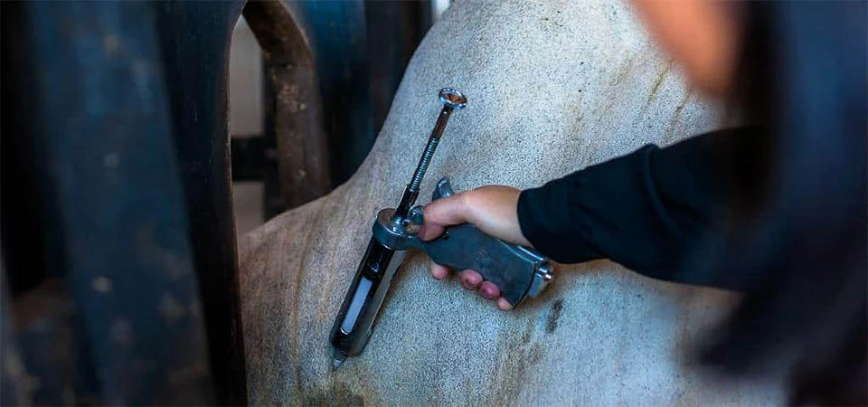 Acrimat vai acompanhar certificação de MT de livre de febre aftosa sem vacinação