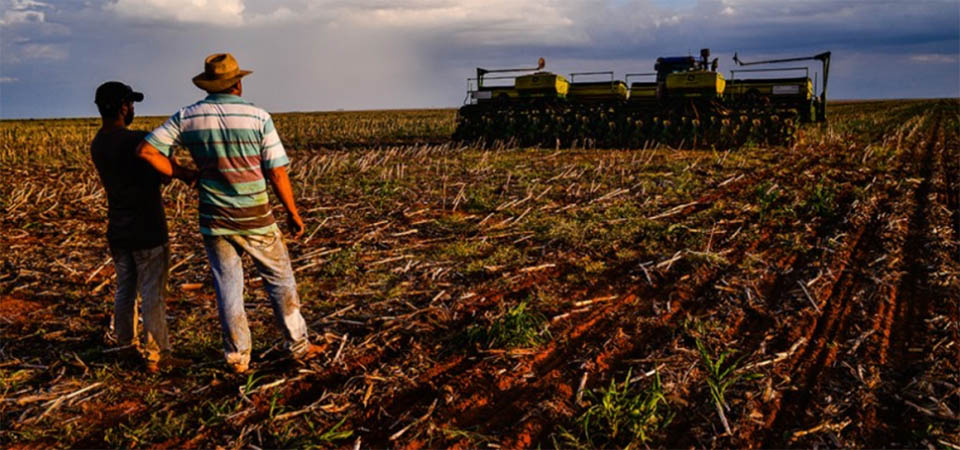 Instituto aponta que em ‘alta parcela’ de fazendas em Mato Grosso foi necessário replantar soja