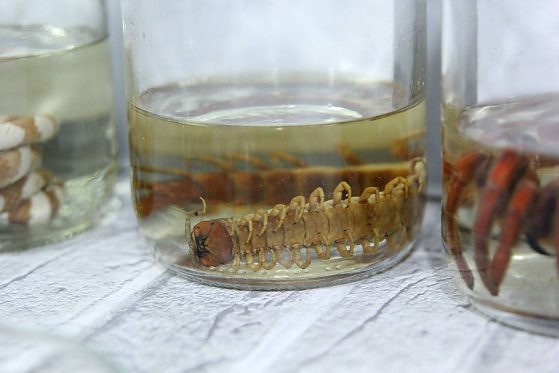 Calor e queimadas aumentam risco de animais peçonhentos