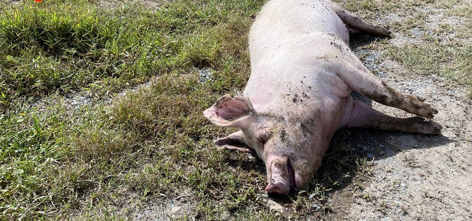 Suinocultores de MT têm prejuízo de até R$ 180 por animal