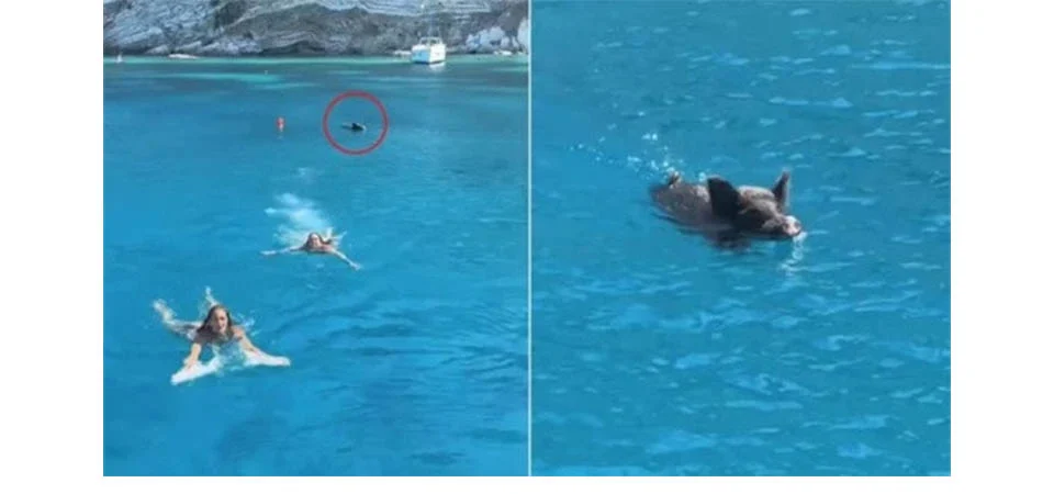 Influenciadoras são perseguidas por javali dentro do mar; Veja vídeo