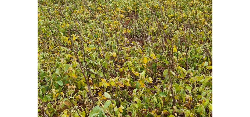 Aprosoja-MT envia ofício ao Mapa com sugestões para ajudar produtor a superar crise