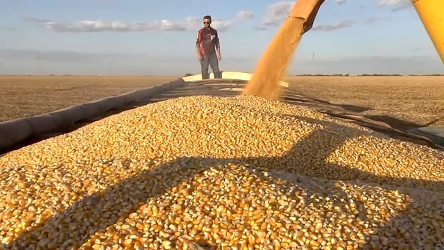Mato Grosso encerra colheita da 2ª safra de milho com 100% da área colhida