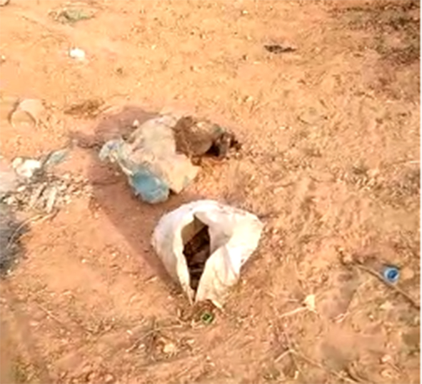 Itanhangá: Animais mortos estão sendo despejados próximos as casas da Cohab