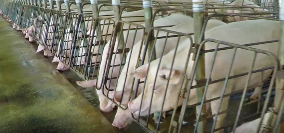 Levantamento do IBGE aponta Tapurah como líder da suinocultura em MT e 5º no Brasil