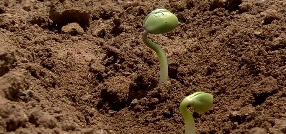 Custeio da soja 25/26 passa de R$ 4,1 mil por hectare em MT