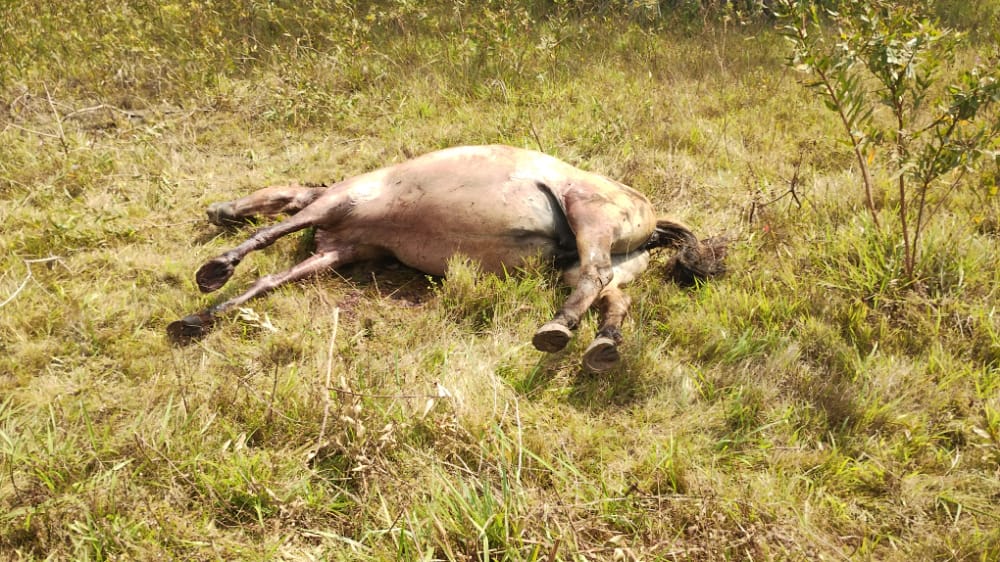 Itanhangá: Ladrões tentam roubar égua, não conseguem e a matam com facada
