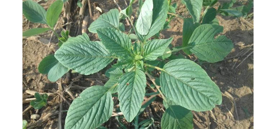 Ministério anuncia programa para conter avanço da praga caruru gigante