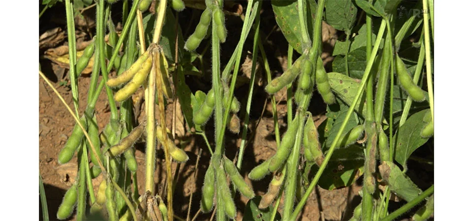 Anomalia da soja e doenças foliares deixam produtores em alerta