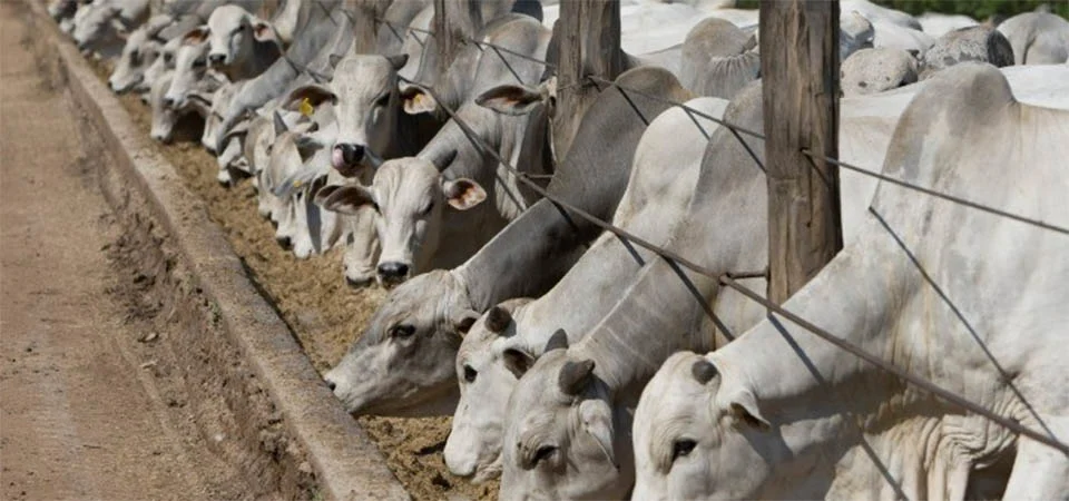 Confinamento de gado: projeções indicam recuperação na rentabilidade nos próximos meses