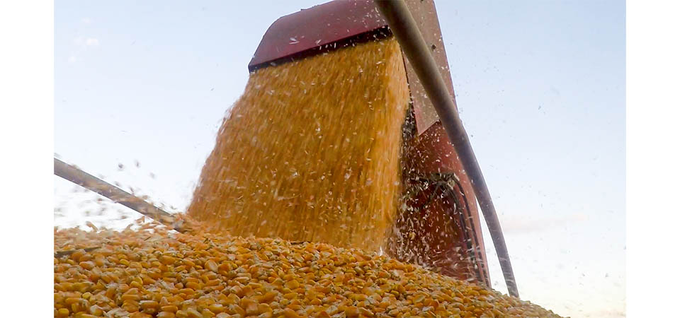 Itanhangá: Colheita de soja tem início com boa produtividade