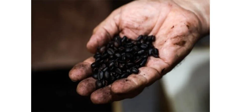Campeão da soja e milho, MT tem um “pezinho” na produção de café