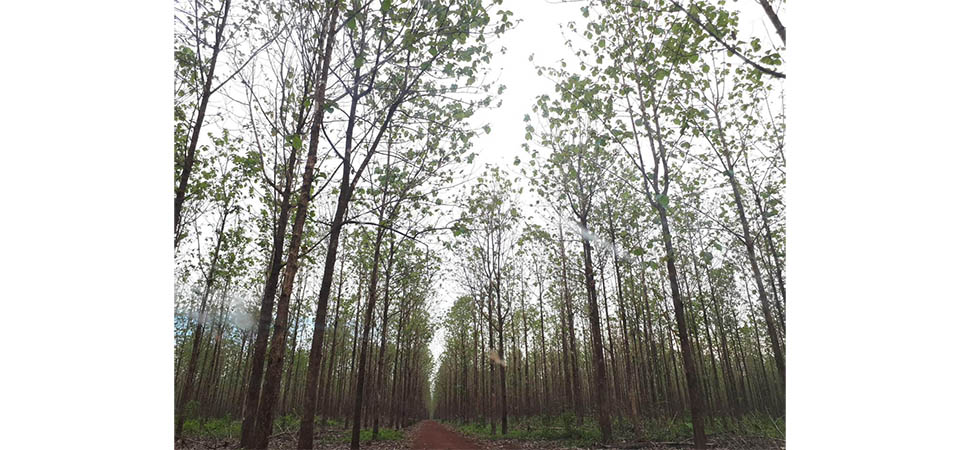 Produtor com floresta plantada para fim comercial precisa se cadastrar no Indea