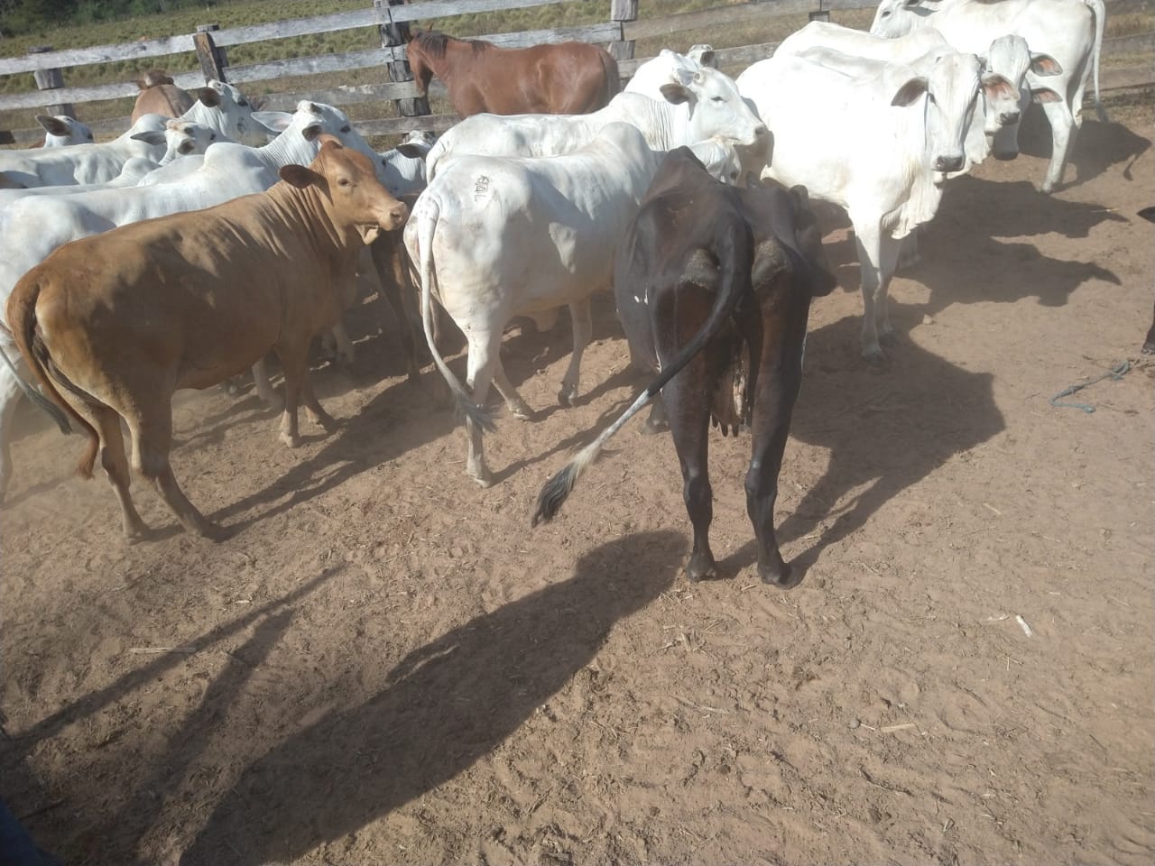 PC recupera 10 cabeças de gado furtadas em fazenda