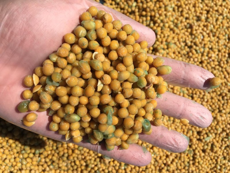 Classificador de grãos sofre tentativa de homicídio após não querer receber propina