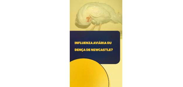 INDEA orienta produtores para ficar alerta sore gripe aviária e doença de Newcastle. Vídeo
