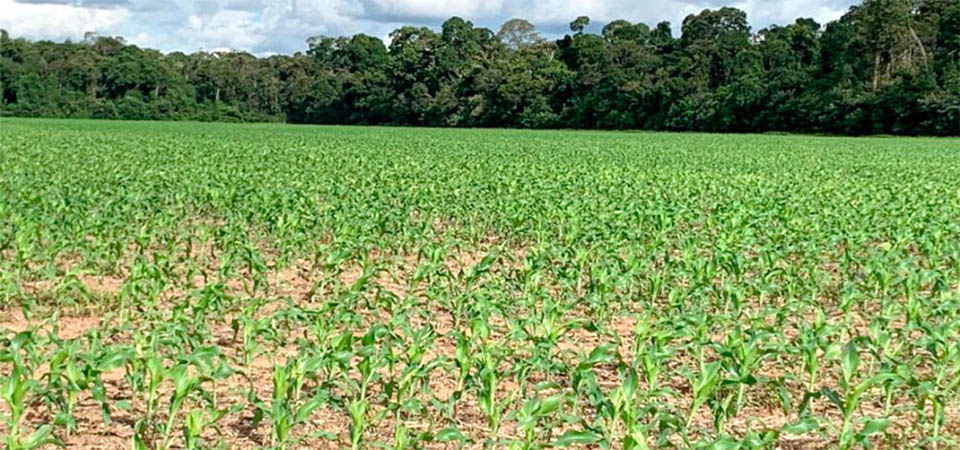 IMEA prevê queda na área de milho em Mato Grosso devido ao preço baixo que não cobre custos