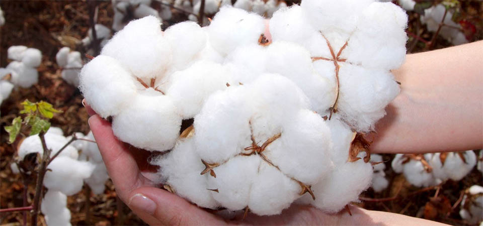 Mato Grosso intensifica controle de pragas e manutenção de usinas para assegurar produtividade do algodão