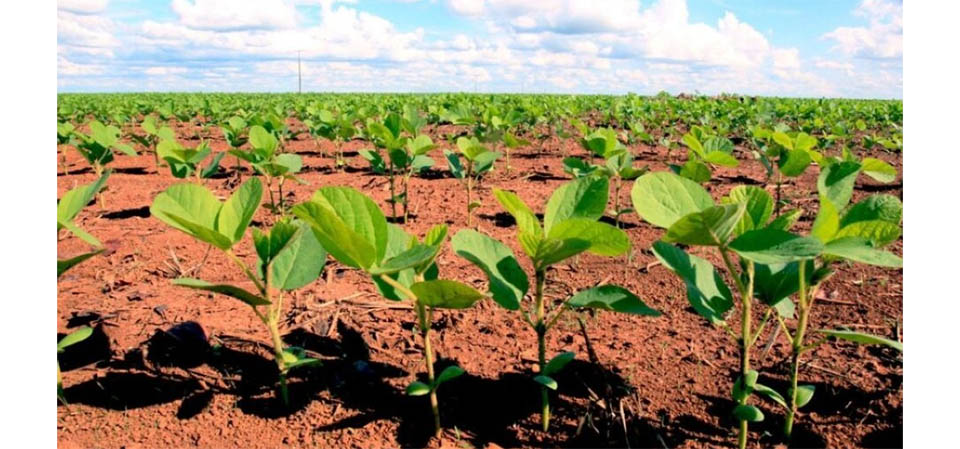 Custos da soja em Mato Grosso sobem impulsionados pelos fertilizantes