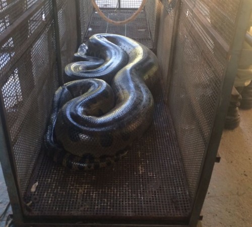 Sucuri de quase 5 metros é capturada em área alagada próxima de residência em MT