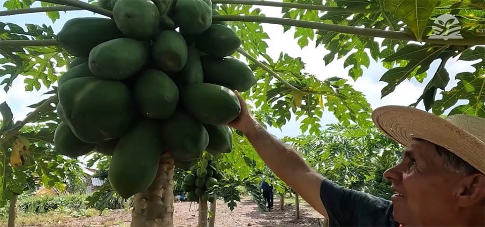Receita de sucesso: 1 ha de mamão gera receita de até R$ 15 mil/mês em MT