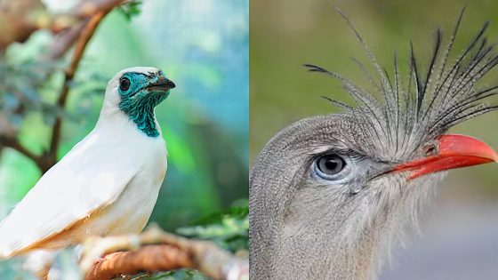 Araponga e seriema estão entre as aves mais barulhentas do mundo, aponta estudo