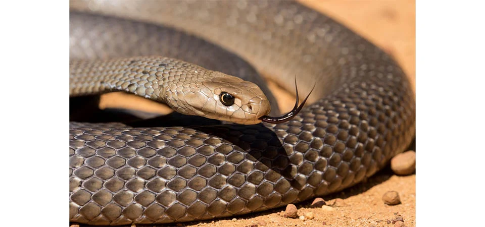 Quais são os 8 animais que mais matam humanos? Lista surpreende