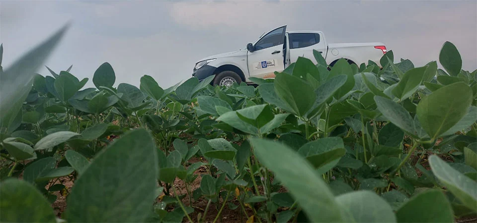 Prazo para plantio de soja em Mato Grosso termina no dia 07 de janeiro