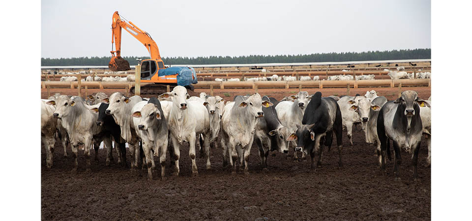 Indea identifica dois casos de raiva bovina