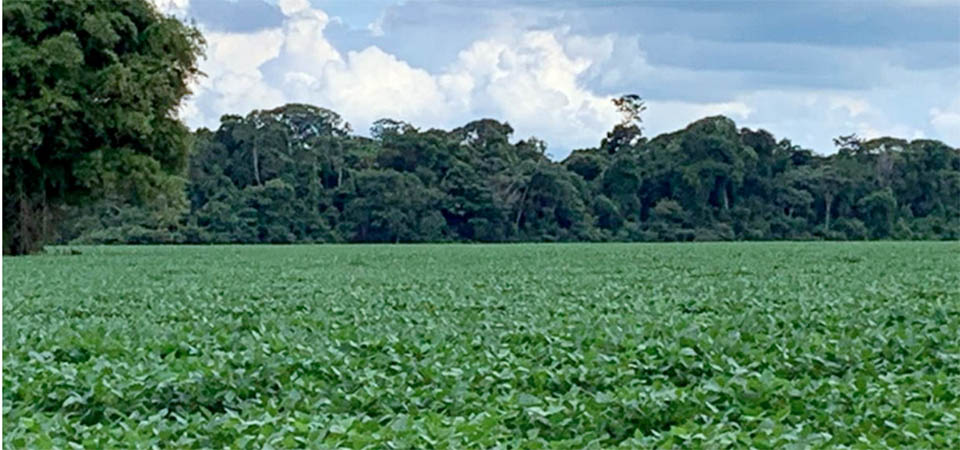 Produtividade de soja em Mato Grosso cai 15%