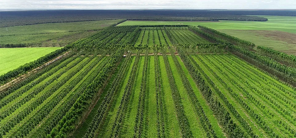 Potencial para implantação de ILPF é de 159 milhões de hectares de pastagens
