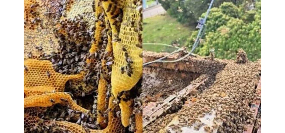 ‘Super colmeia’ com 100 mil abelhas é encontrada em telhado de escola; veja vídeo