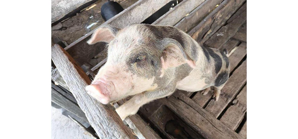 Indea conclui 4º Ciclo do Plano Integrado de Vigilância em Doenças dos Suínos e atesta que MT segue livre de peste suína clássica