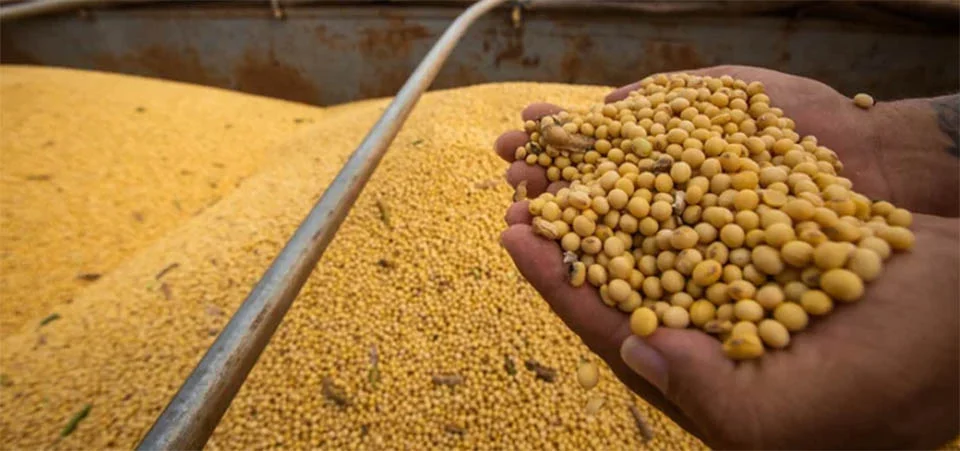 91% de área de soja cresce sem desmatamento na Amazônia Legal