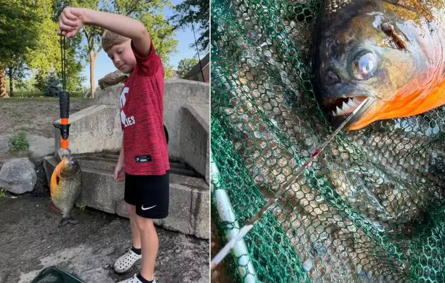 Menino pesca piranha em lago na Pensilvânia e surpreende biólogos