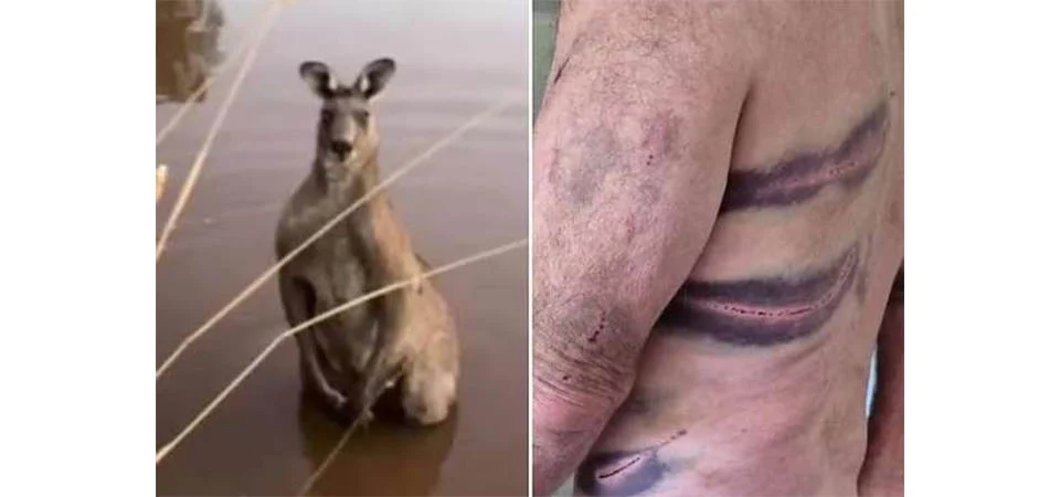 Idoso tenta salvar cão, mas é brutalmente atacado por canguru