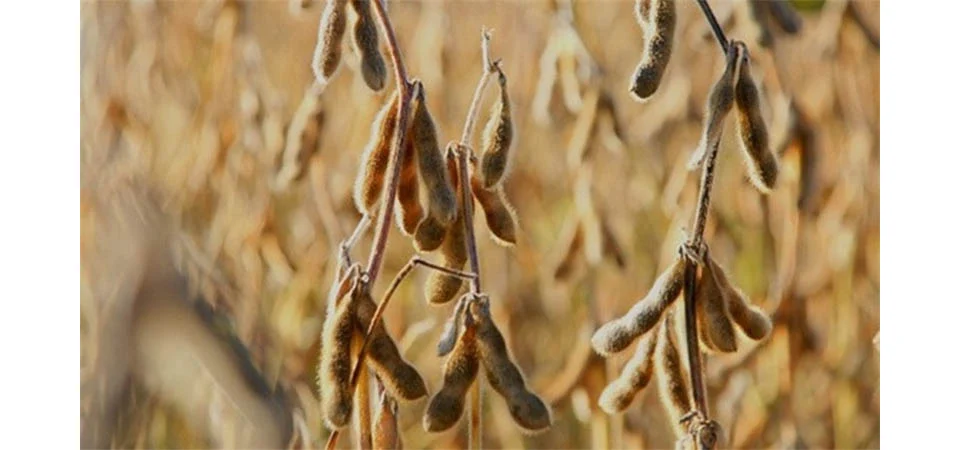 Mapa confirma datas do vazio sanitário da soja em Mato Grosso