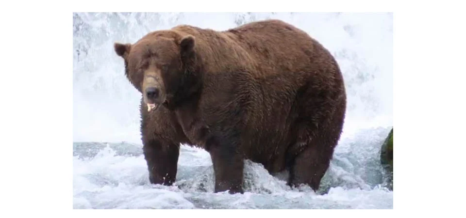 Urso ataca alunos e professores em escola