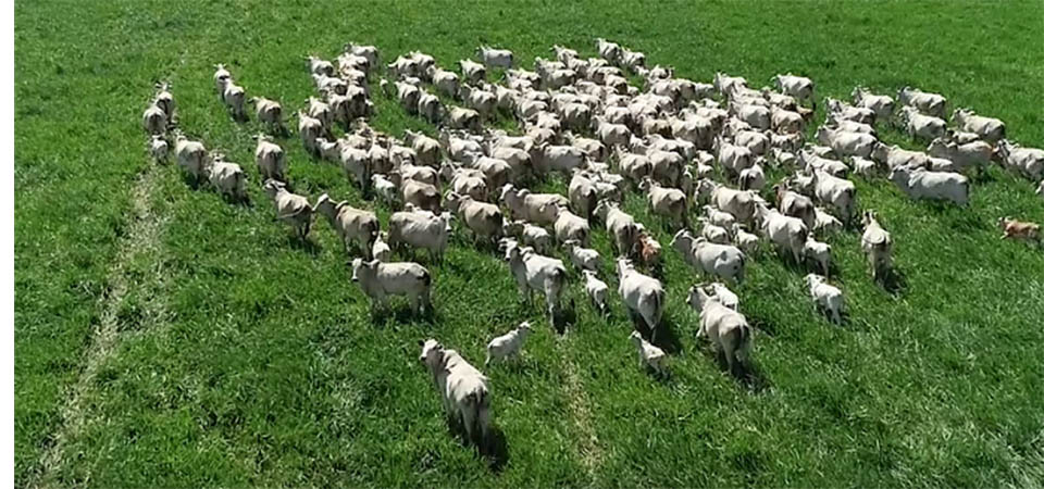 Seguro pecuário tem crescido em MT devido a queimadas e mudanças climáticas