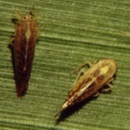 Cigarrinha do milho está na maior parte das lavouras do MT