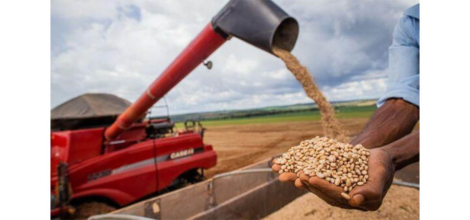 Aumento da temperatura vai afetar a produção de feijão no Brasil