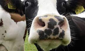 Vaca Louca: Mapa descarta risco para produção bovina no país