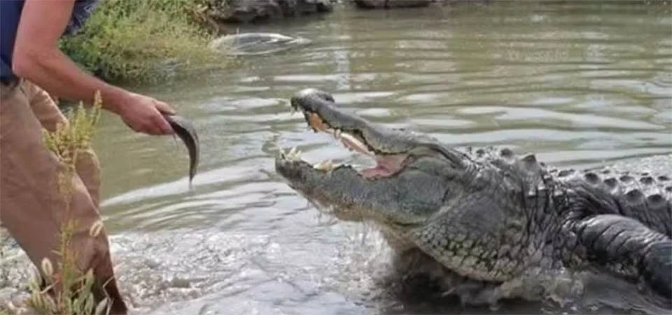 Morre aos 80 anos Morris, o jacaré mais famoso do mundo